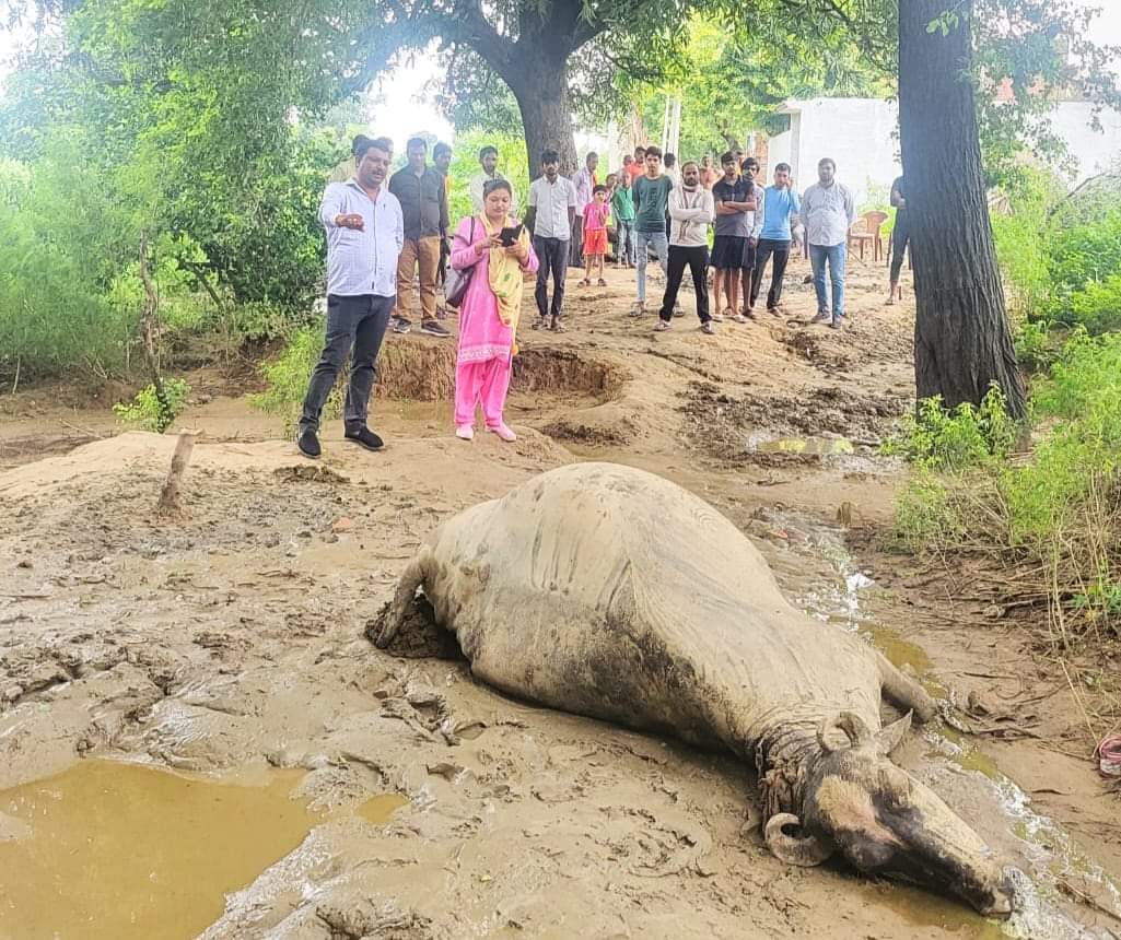 बारिश के चलते ग्रामीण क्षेत्रो मे करंट उतरने से आधा दर्जन मवेशियों की मौत